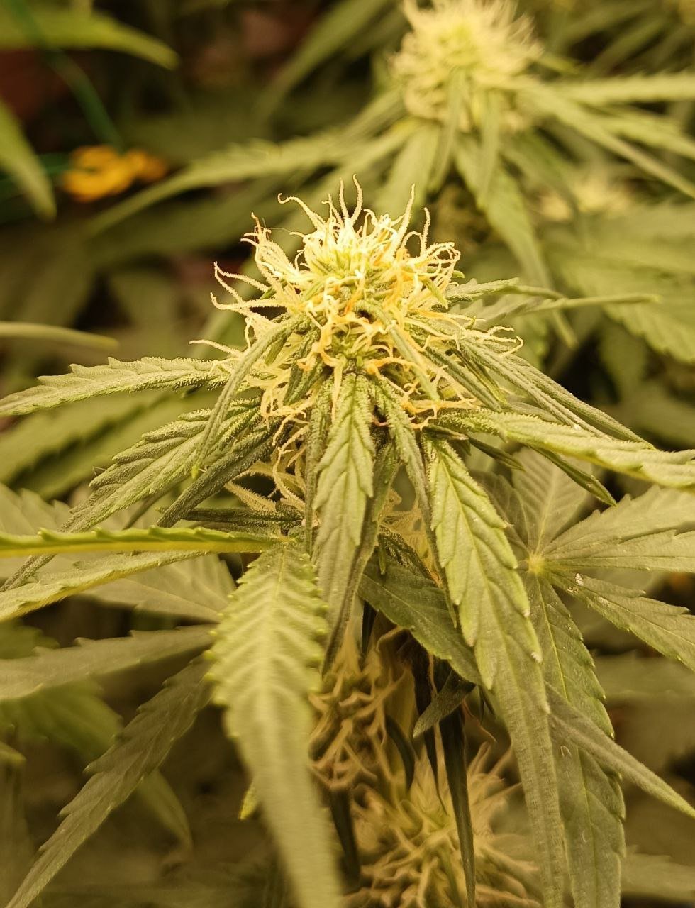 photo_2022-06-07_02-21-01.jpg photo_2022-06-07_02-21-01.jpg