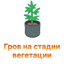 grov na stadii vegetasii-100.jpg