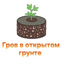 grov v otkrytom grunte-100.jpg