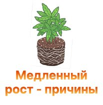 medlennyi rost prichiny-100.jpg