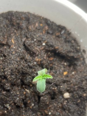 3C13F066-7A31-4743-A2DC-7F586C29AED7.jpeg 3C13F066-7A31-4743-A2DC-7F586C29AED7.jpeg