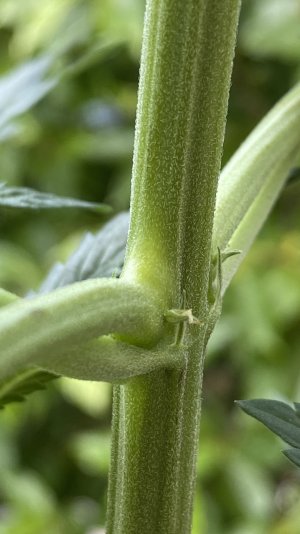 9F122BC6-FCB3-41E1-82DC-4A3CC833C7EE.jpeg 9F122BC6-FCB3-41E1-82DC-4A3CC833C7EE.jpeg