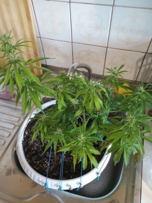 1655134453398.png 1655134453398.png