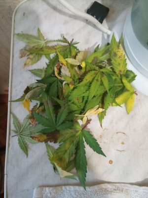 1655134584485.png 1655134584485.png