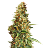 1773677635153.png 1773677635153.png