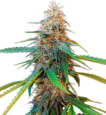 1773677649874.png 1773677649874.png