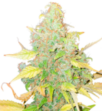 1774335335140.png 1774335335140.png