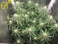 Black Herer, первый гров, вашими молитвами)