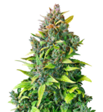 1774867216669.png 1774867216669.png