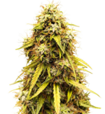 1774867232639.png 1774867232639.png