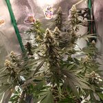 иноТяночк∆