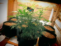 Летим в Астрал