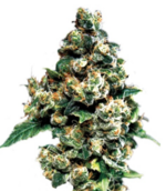 1775917402941.png 1775917402941.png