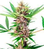 1775917410883.png 1775917410883.png