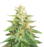 1775917430581.png 1775917430581.png