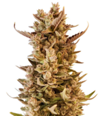 1775917439974.png 1775917439974.png