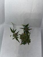 п — копия.JPG п — копия.JPG