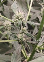 Day 53 16.04 (3).jpg