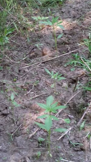 авто Power Plant.jpg авто Power Plant.jpg