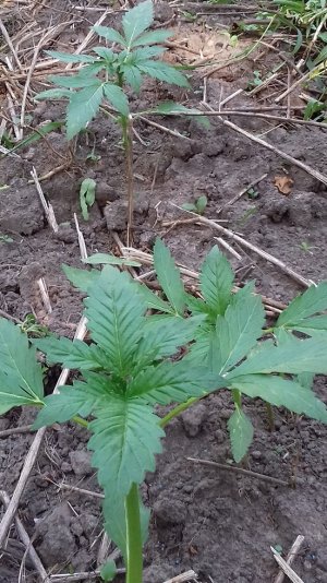 авто Giant But,.jpg авто Giant But,.jpg