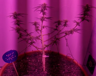 IMG_20220616_231139 — копия.jpg IMG_20220616_231139 — копия.jpg