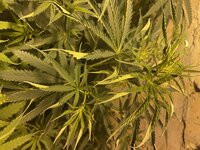 IMG_0635.jpeg
