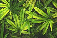cannabis_what_is_it.jpg