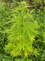 IMG_20260815_160851.jpg