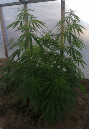 Screenshot_20220620_055028.jpg Screenshot_20220620_055028.jpg