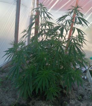 Screenshot_20220620_055105.jpg Screenshot_20220620_055105.jpg