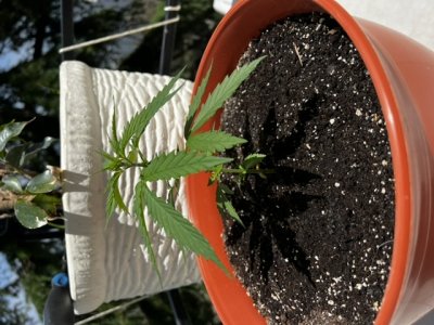 0E568D69-84AF-4967-9753-E089CF0C7E7B.jpeg 0E568D69-84AF-4967-9753-E089CF0C7E7B.jpeg