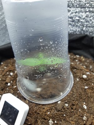 амнезия 2406.jpg