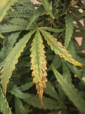 photo_2022-06-24_23-07-04.jpg photo_2022-06-24_23-07-04.jpg