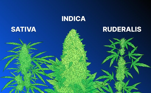 Все о генетике и селекции конопли Все о генетике и селекции конопли