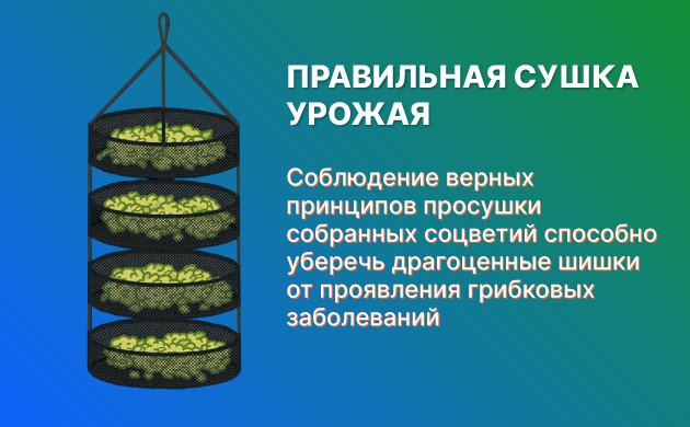 Сушка конопли без плесени