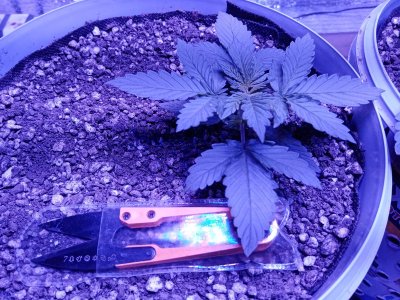 таня от фаст бадс.jpg таня от фаст бадс.jpg