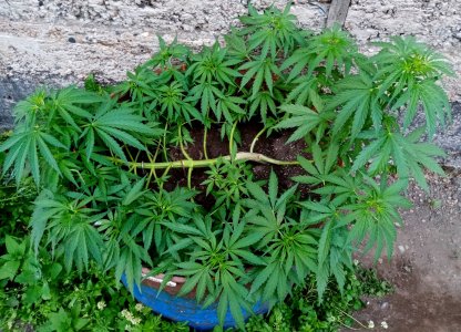 бочка.jpg бочка.jpg