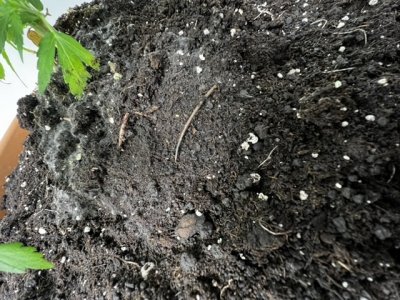 32014D6C-A033-4FAC-88C3-62C7A8C5C627.jpeg 32014D6C-A033-4FAC-88C3-62C7A8C5C627.jpeg