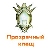 Защита конопли от прозрачного клеща