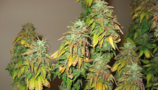 a6fa3afce6ef1e2945395.png a6fa3afce6ef1e2945395.png