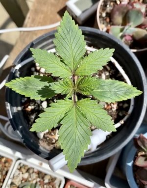 B7DF7DED-6003-4B0A-A375-3D4059A9E582.jpeg B7DF7DED-6003-4B0A-A375-3D4059A9E582.jpeg