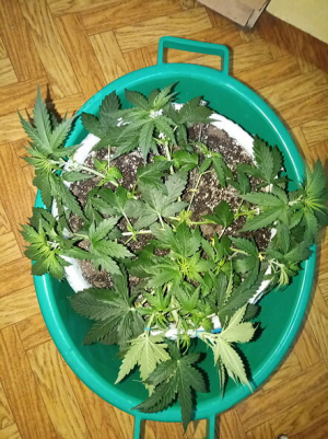 1656927125545.png 1656927125545.png