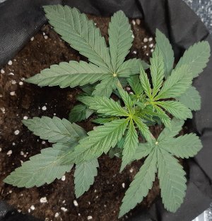 407_amnesia1 (2).jpg