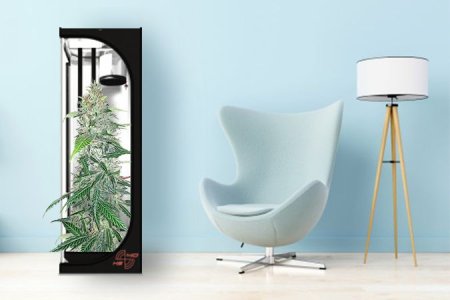 место для выращивания конопли