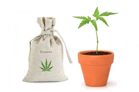 рассада конопли