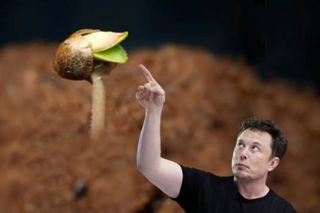 проращивание семян конопли в грунте проращивание семян конопли в грунте