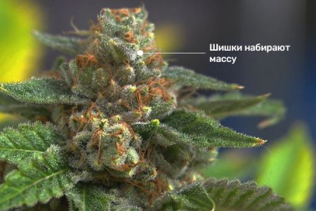 Сколько длится цветение конопли?