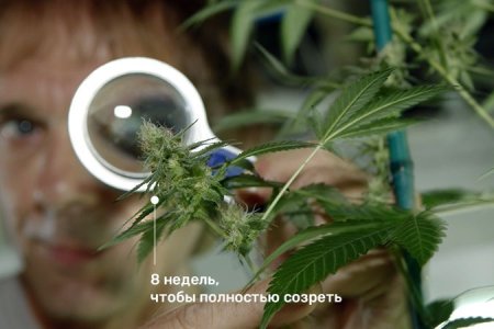 Окончание цветения конопли