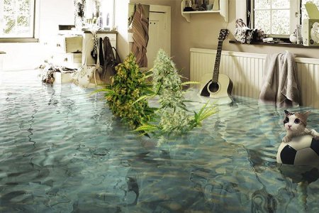 Серая гниль