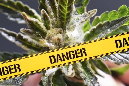 Белая гниль